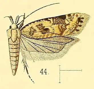 Dichomeris marmoratus