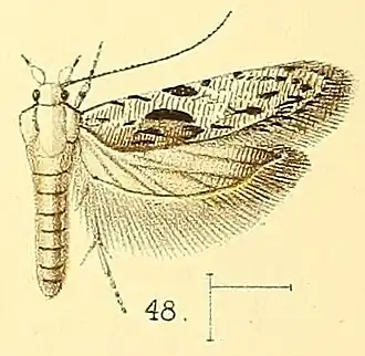 Anarsia agricola