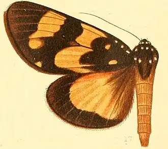Heraclia karschii