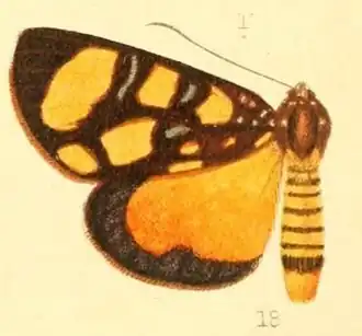 Heraclia pardalina