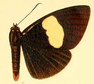 Rothia hypopyrrha