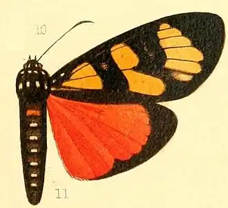 Heraclia hornimani