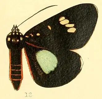 Rothia distigma
