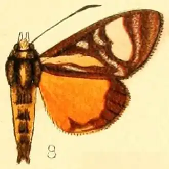 Schausia gladiatoria