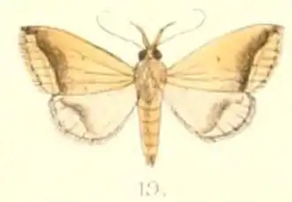 Simplicia mistacalis