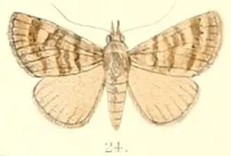 Hypena denticulata
