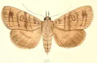 Avitta fasciosa