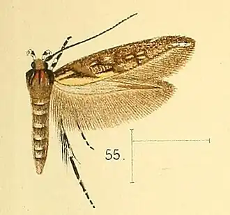 Eteobalea quinquecristata
