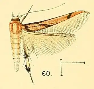 Stathmopoda crassella