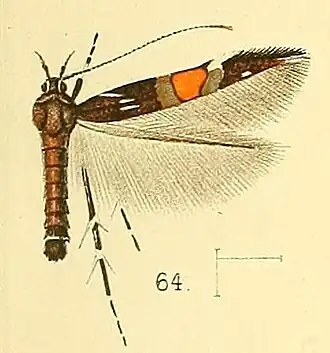 Cosmopterix cognita