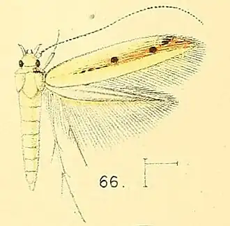 Acrocercops punctulata