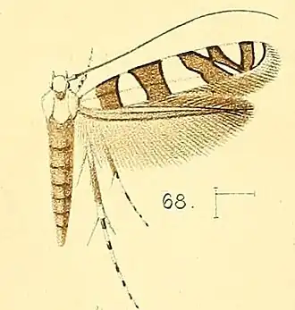 Acrocercops bifasciata
