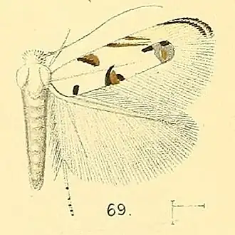 Crobylophora