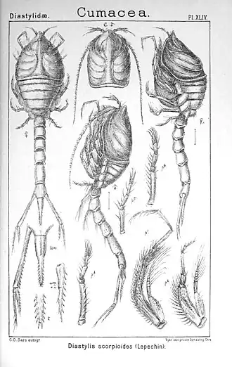 Diastylis scorpioides