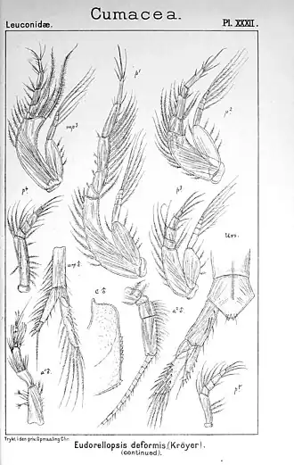 Eudorellopsis deformis