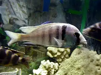 Placidochromis electra