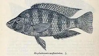 Placidochromis johnstoni