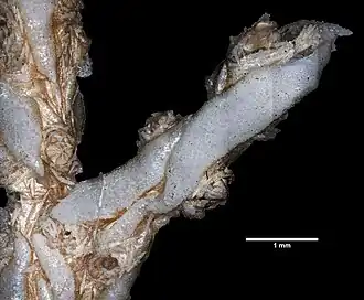 Placogorgia mirabilis