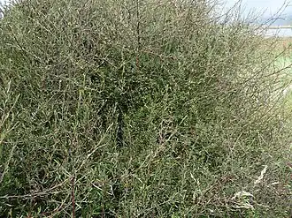 Plagianthus divaricatus