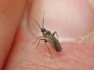 Plagiognathus arbustorum