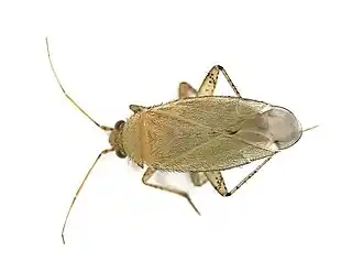 Plagiognathus chrysanthemi