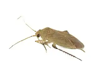 Plagiognathus vitellinus