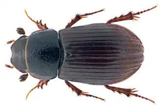 Aphodius arenarius