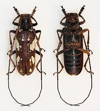 Plagiohammus inermis