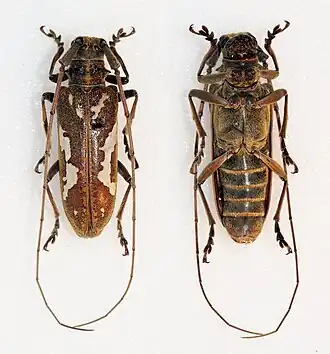 Plagiohammus lunaris