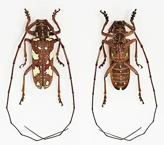 Plagiohammus maculosus