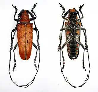 Plagiohammus pollinosus