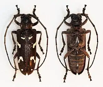 Plagiohammus spinipennis