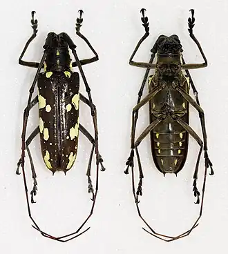 Plagiohammus thiodes