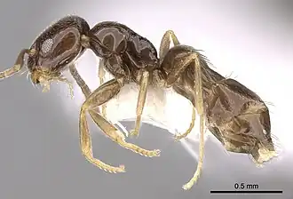 Plagiolepis vindobonensis