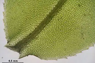 Rond boogsterrenmos: bladbasis, bladnerf, bladzoom en bladrand