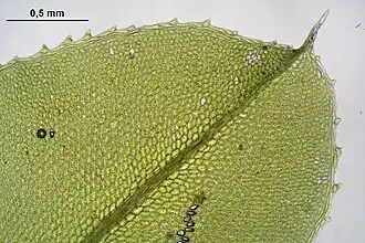 Rond boogsterrenmos: bladnerf, bladzoom, bladrand en bladtop