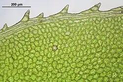 Bladrand met bladcellen