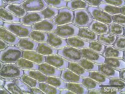 Bladcellen bij 400x vergroting