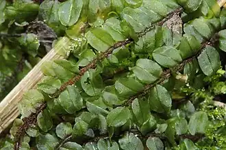 Stomp boogsterrenmos