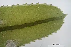 Bladtop met uittredende bladnerf