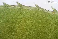 Getande bladrand met bladzoom van enkele cellen breed