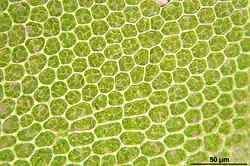 Bladcellen midden van de bladschijf