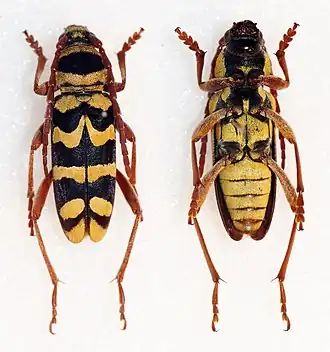 Plagionotus bobelayei