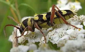 Plagionotus floralis