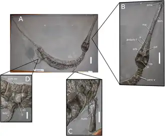 Plagiophthalmosuchus