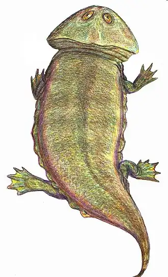 Plagiosaurus