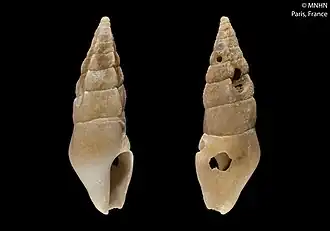 Plagiostropha caledoniensis