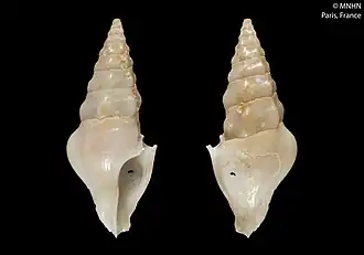 Plagiostropha hexagona