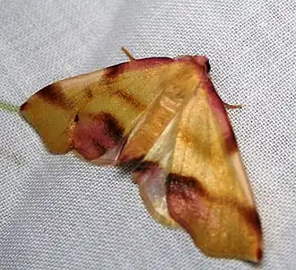 Plagodis phlogosaria