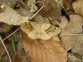 Geelbruine bandspanner